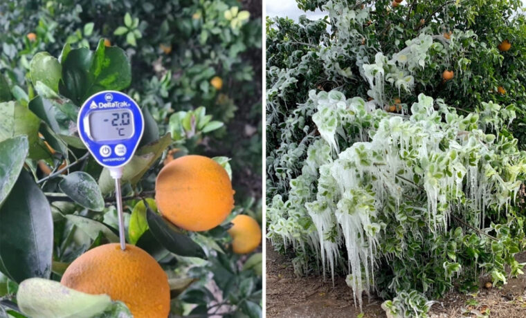 März 2021: Klimakrise konkret: gefrorene Orangen am Baum!