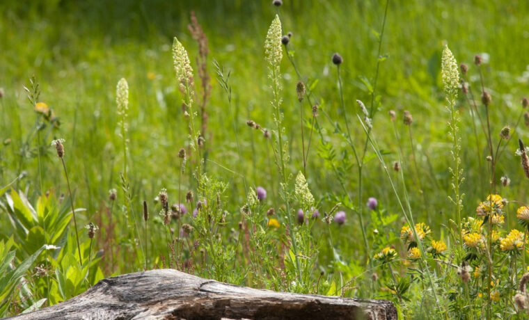European Award for Ecological Gardening 2025