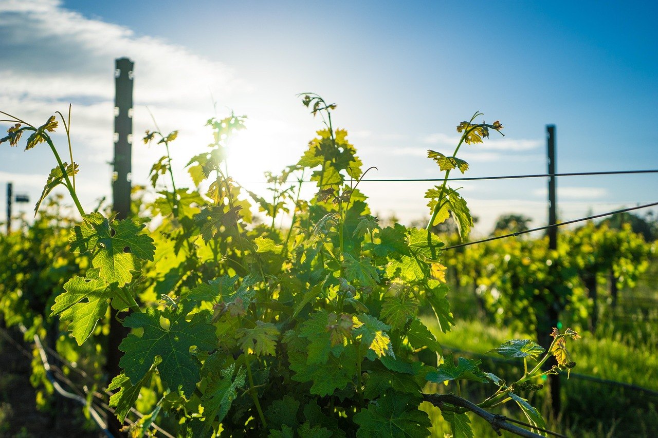 Weinreben im Sonnenlicht