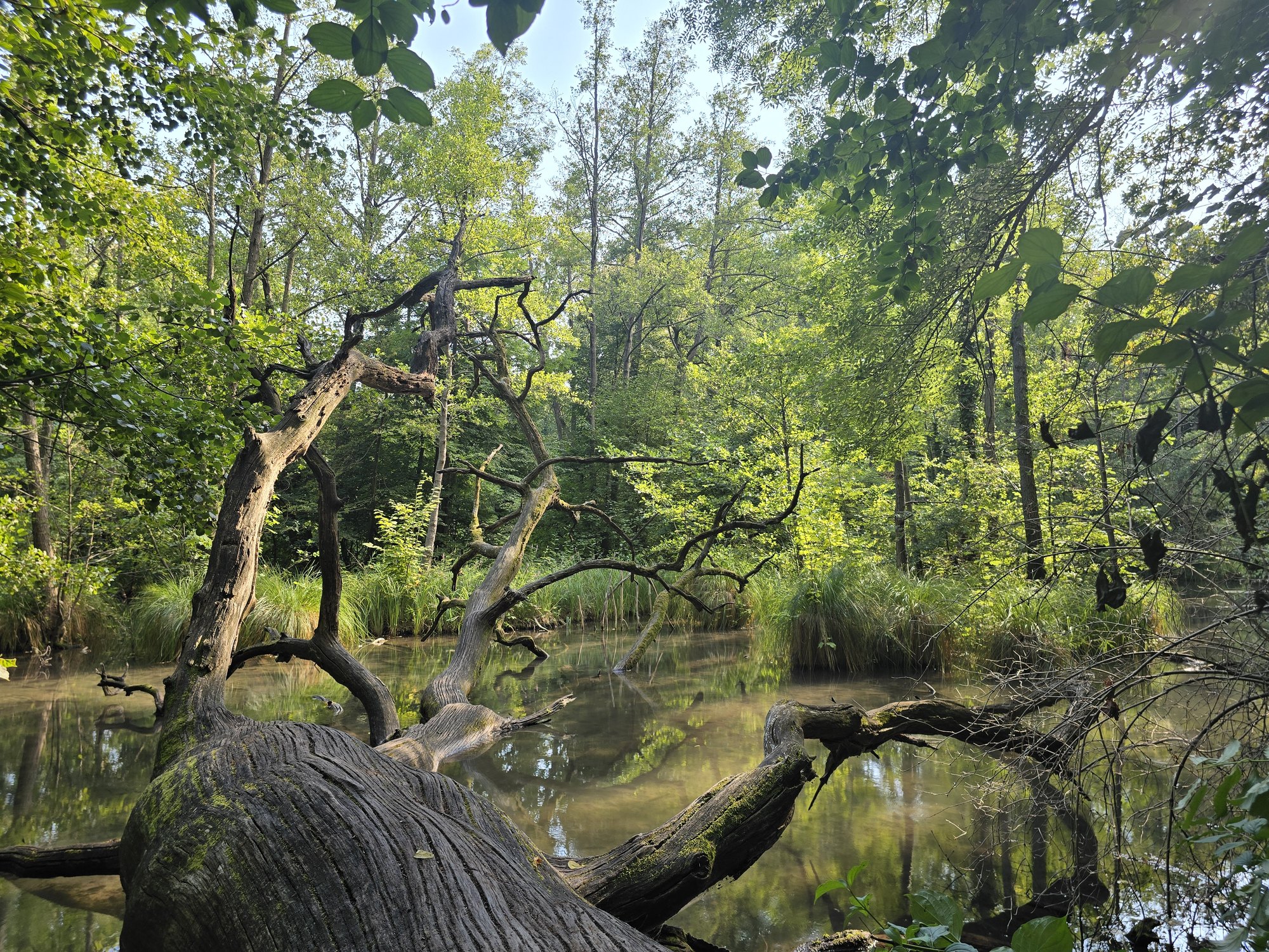 Bewaldetes Ufer mit alten Bäumen und Totholz