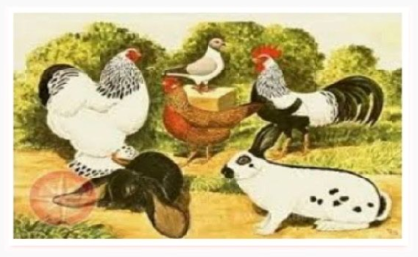 Eine Gruppe von Hühnern und Kaninchen